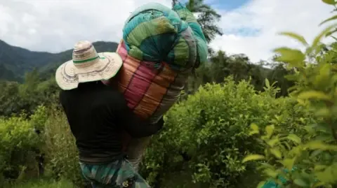 United States Designates Colombia as Non-Cooperative in Narcotics Battle