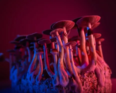 About Psychedelics by the Author: An Intellectual Exploration into Consciousness Expanders